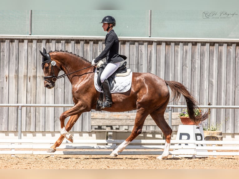 Cheval de sport allemand Jument 6 Ans 170 cm Alezan brûlé in Aurach