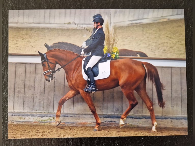 Cheval de sport allemand Jument 6 Ans 170 cm Alezan in Grafschaft