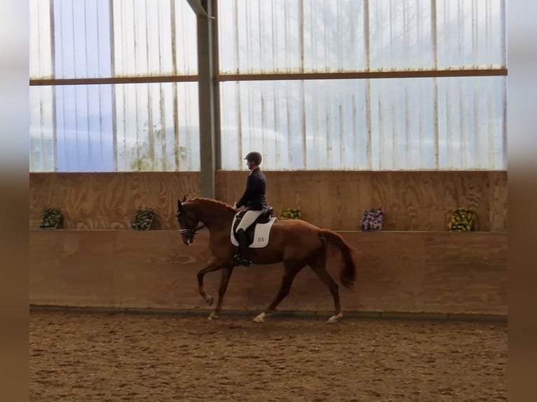 Cheval de sport allemand Jument 6 Ans 170 cm Alezan in Grafschaft