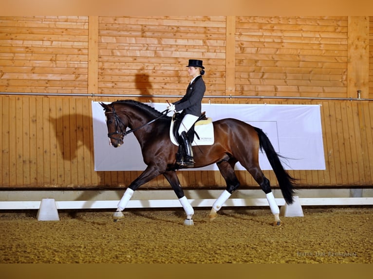 Cheval de sport allemand Jument 6 Ans 170 cm Bai brun in Neunkirchen