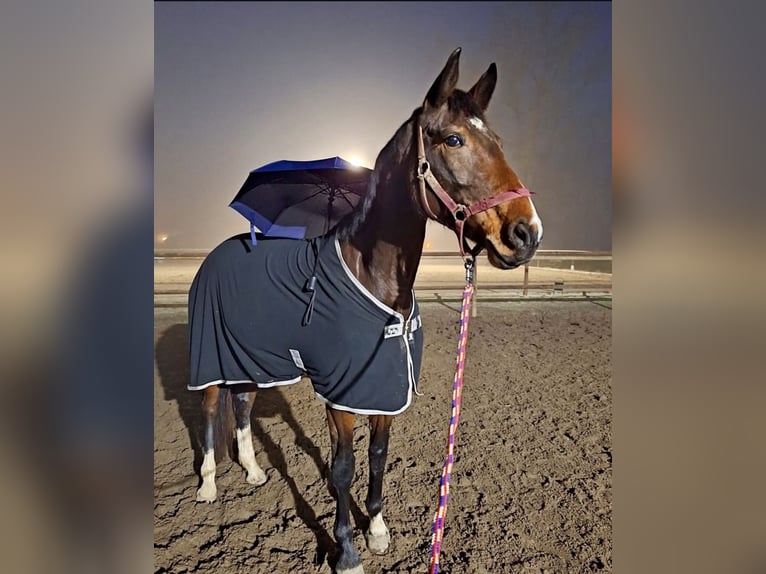 Cheval de sport allemand Jument 6 Ans 170 cm Bai brun in Leipzig