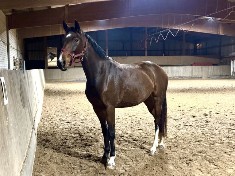 Cheval de sport allemand Jument 6 Ans 170 cm Bai brun in Leipzig
