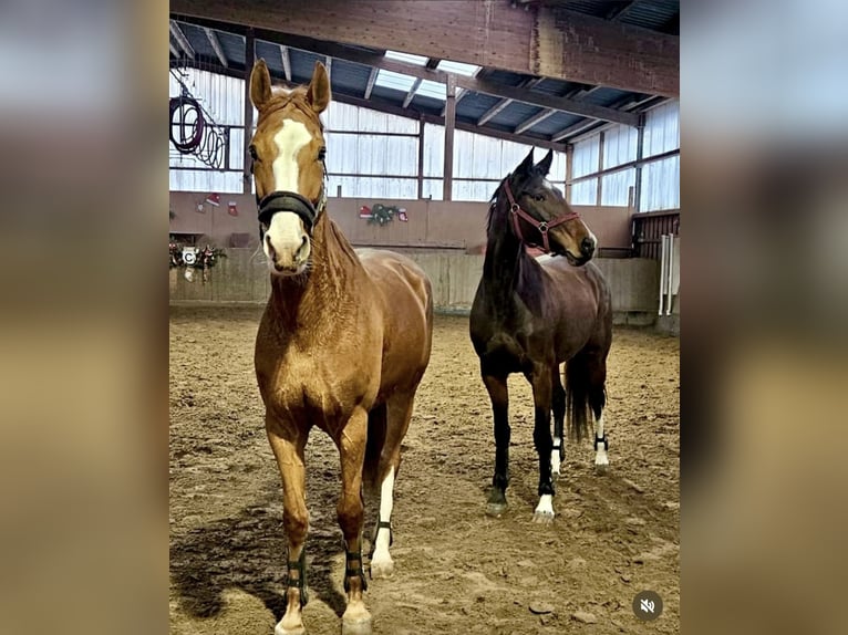 Cheval de sport allemand Jument 6 Ans 170 cm Bai brun in Leipzig