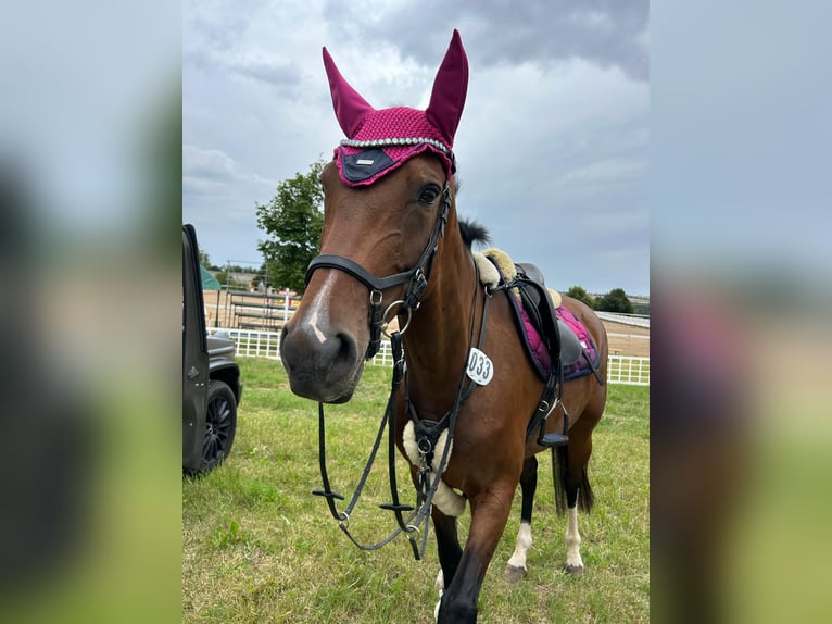 Cheval de sport allemand Jument 6 Ans 170 cm Bai brun in Leipzig