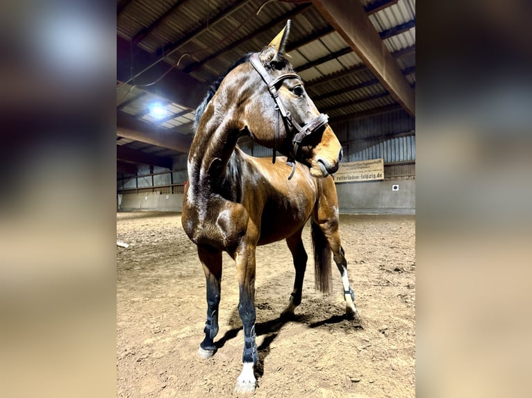 Cheval de sport allemand Jument 6 Ans 170 cm Bai brun in Leipzig