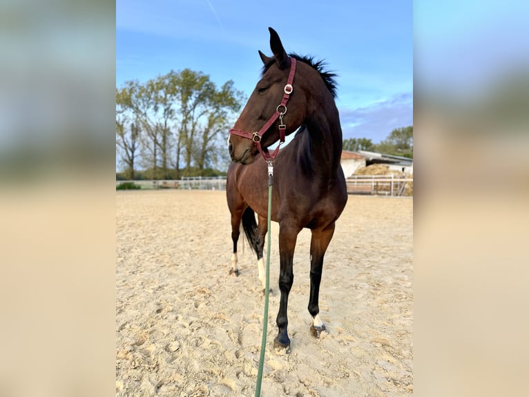 Cheval de sport allemand Jument 6 Ans 170 cm Bai brun in Leipzig