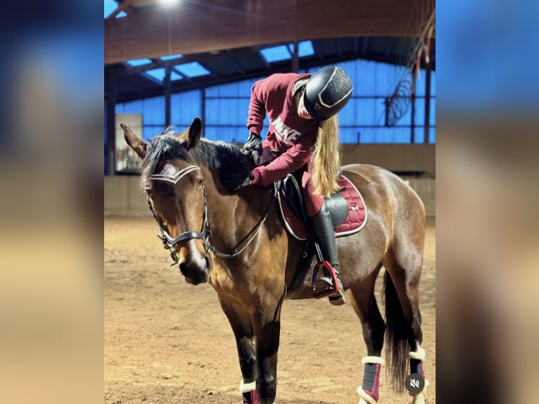 Cheval de sport allemand Jument 6 Ans 170 cm Bai brun in Leipzig