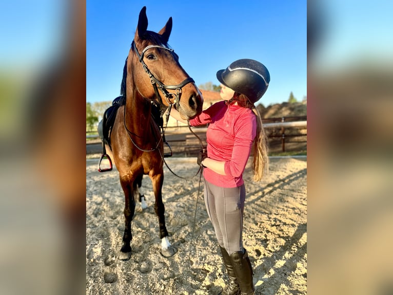 Cheval de sport allemand Jument 6 Ans 170 cm Bai brun in Leipzig