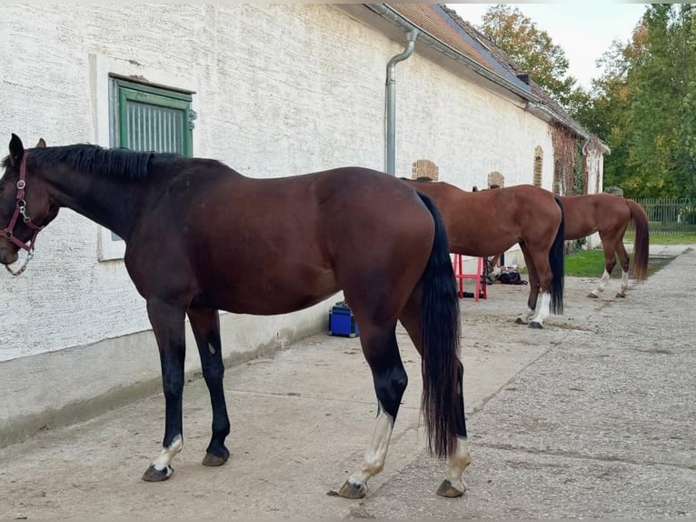 Cheval de sport allemand Jument 6 Ans 170 cm Bai brun in Leipzig