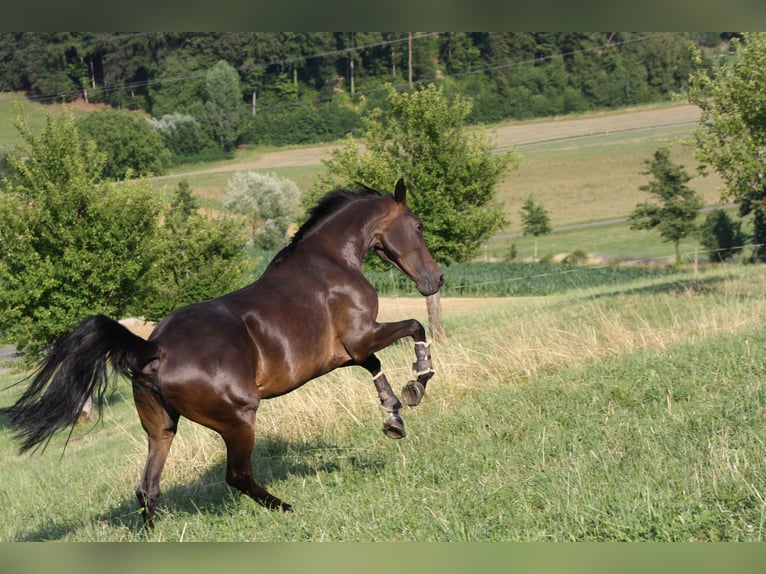 Cheval de sport allemand Jument 6 Ans 170 cm Bai brun in Kaisten