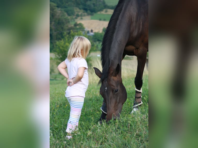 Cheval de sport allemand Jument 6 Ans 170 cm Bai brun in Kaisten