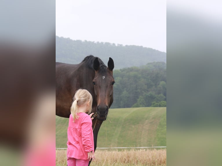 Cheval de sport allemand Jument 6 Ans 170 cm Bai brun in Kaisten