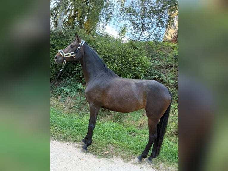 Cheval de sport allemand Jument 6 Ans 170 cm Bai in Überherrn