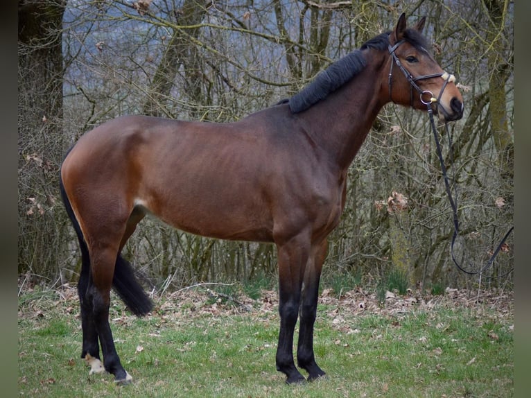 Cheval de sport allemand Jument 6 Ans 170 cm Bai in Weißenburg in Bayern