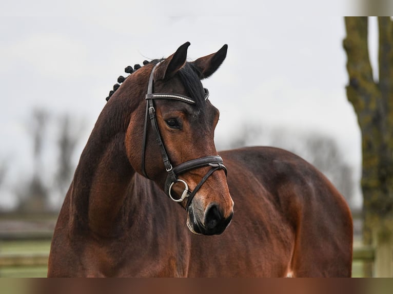 Cheval de sport allemand Jument 6 Ans 170 cm Bai in Riedstadt