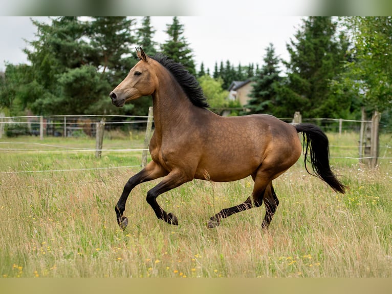 Cheval de sport allemand Jument 6 Ans 170 cm Buckskin in Pritzwalk