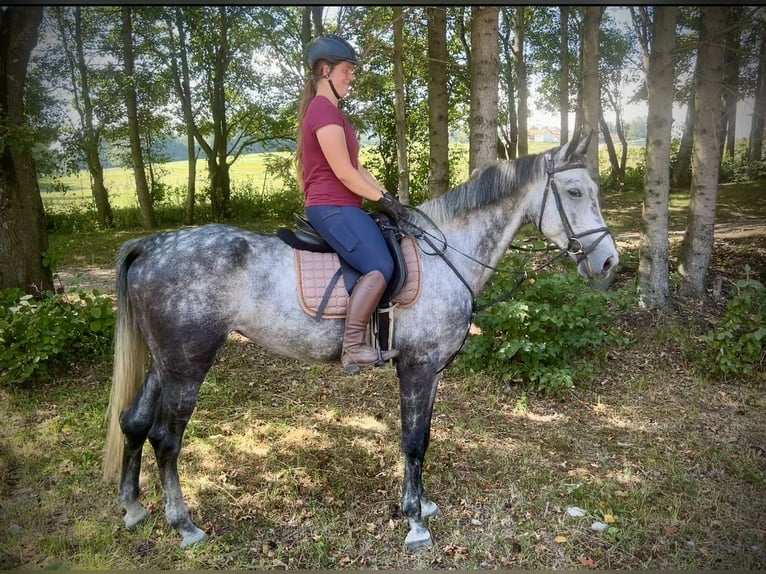 Cheval de sport allemand Jument 6 Ans 170 cm Gris pommelé in Pelmberg