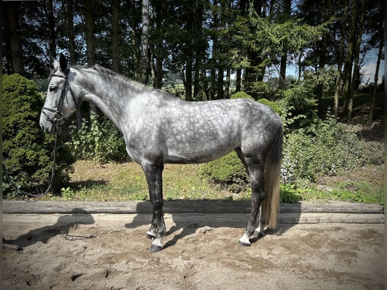 Cheval de sport allemand Jument 6 Ans 170 cm Gris pommelé in Pelmberg