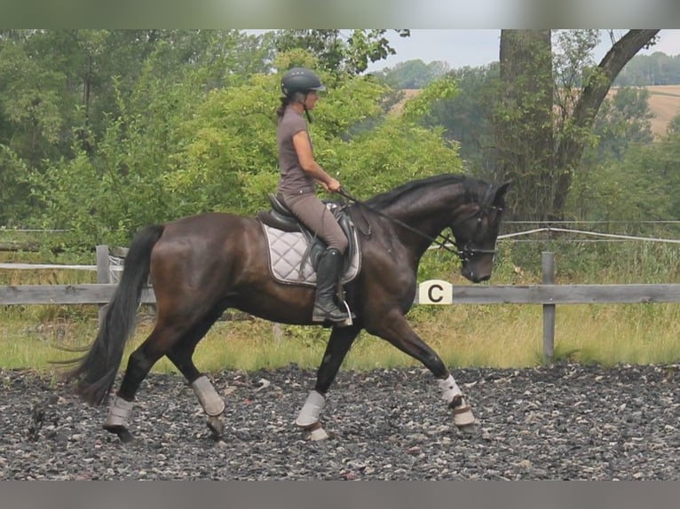 Cheval de sport allemand Jument 6 Ans 170 cm Noir in Brand-Erbisdorf