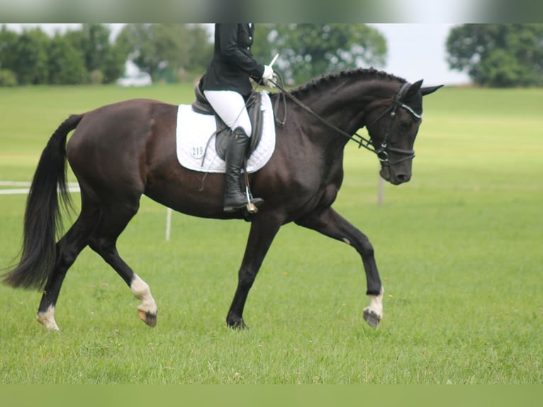 Cheval de sport allemand Jument 6 Ans 170 cm Noir in Brand-Erbisdorf