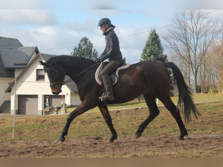 Cheval de sport allemand Jument 6 Ans 170 cm Noir in Brand-Erbisdorf