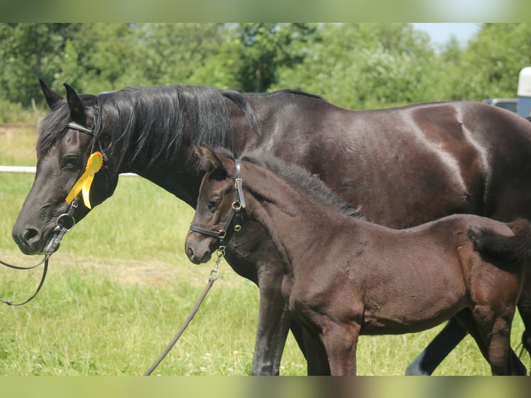 Cheval de sport allemand Jument 6 Ans 170 cm Noir in Brand-Erbisdorf