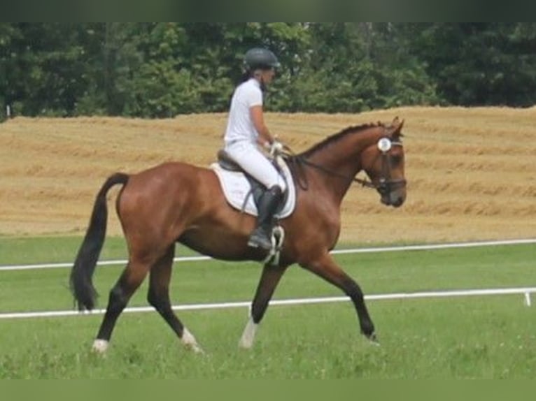 Cheval de sport allemand Jument 6 Ans 170 cm Noir in Brand-Erbisdorf