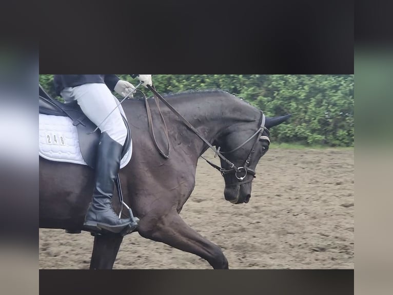 Cheval de sport allemand Jument 6 Ans 170 cm Noir in Quedlinburg