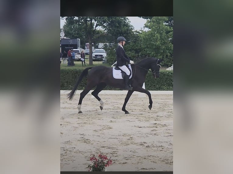 Cheval de sport allemand Jument 6 Ans 170 cm Noir in Quedlinburg