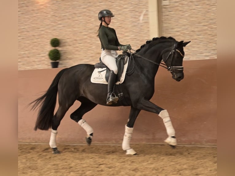 Cheval de sport allemand Jument 6 Ans 171 cm Noir in Wehringen