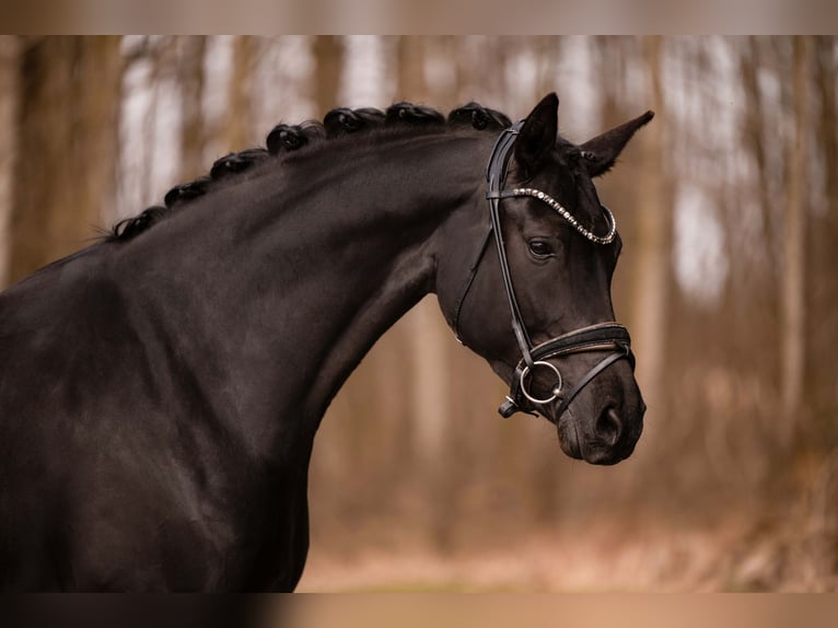 Cheval de sport allemand Jument 6 Ans 171 cm Noir in Wehringen