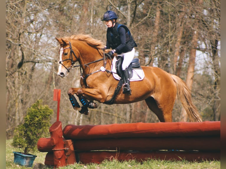 Cheval de sport allemand Jument 6 Ans 172 cm Alezan in Dahme/Mark