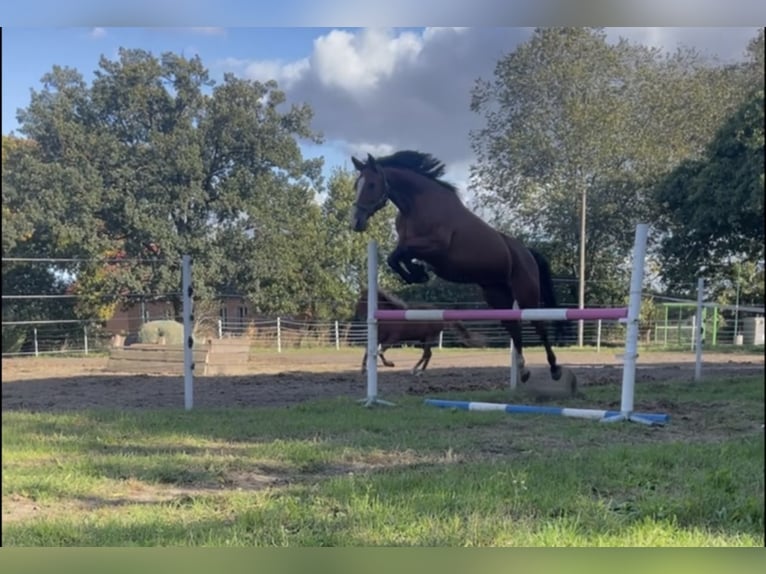 Cheval de sport allemand Jument 6 Ans 172 cm Bai in Trebbin