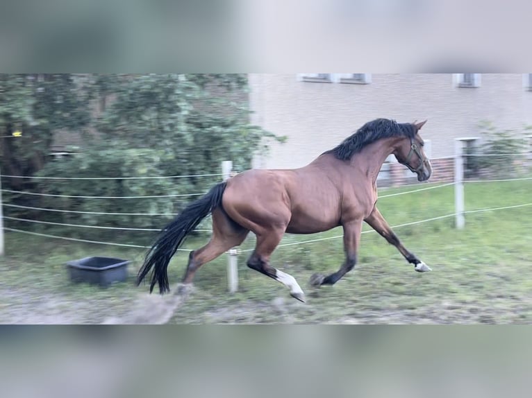 Cheval de sport allemand Jument 6 Ans 172 cm Bai in Trebbin