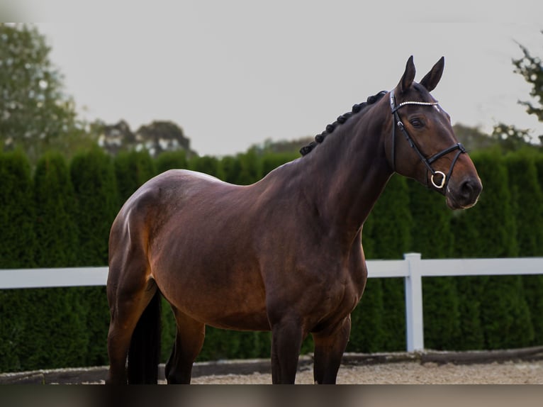 Cheval de sport allemand Jument 6 Ans 173 cm Bai brun in Schwäbisch Hall