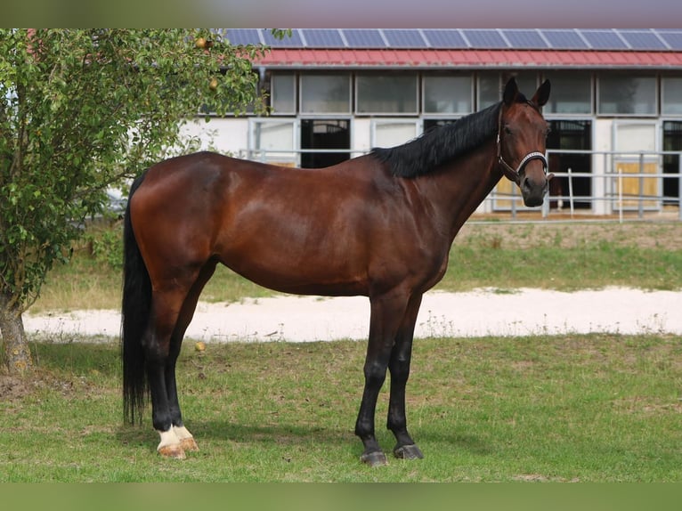 Cheval de sport allemand Jument 6 Ans 173 cm Bai brun in DinkelsbühlDinkelsbühl