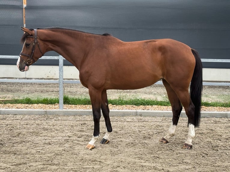 Cheval de sport allemand Jument 6 Ans 173 cm Bai in Kamenz