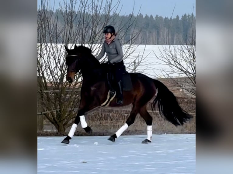 Cheval de sport allemand Jument 6 Ans 175 cm Bai brun foncé in Arnstorf
