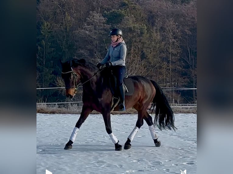 Cheval de sport allemand Jument 6 Ans 175 cm Bai brun foncé in Arnstorf