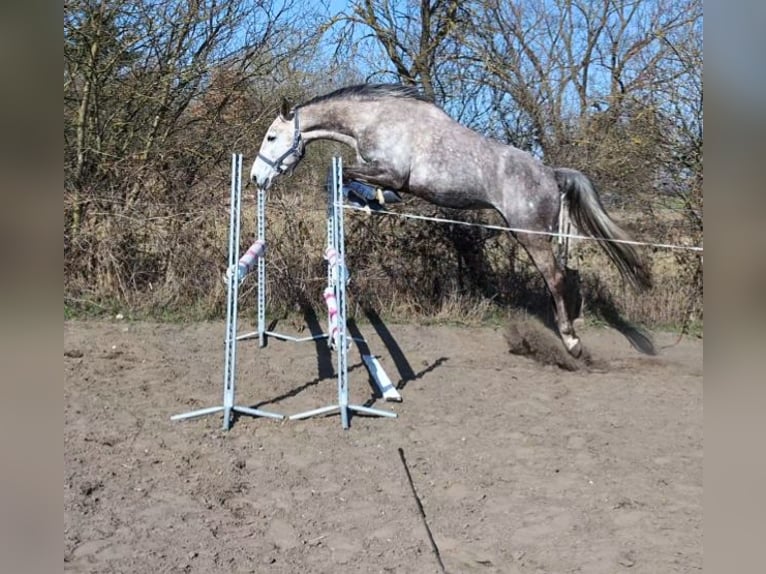 Cheval de sport allemand Jument 6 Ans 175 cm Gris in Perleberg