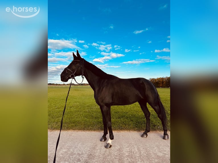 Cheval de sport allemand Jument 6 Ans 175 cm Noir in SaarlouisSaarlouis