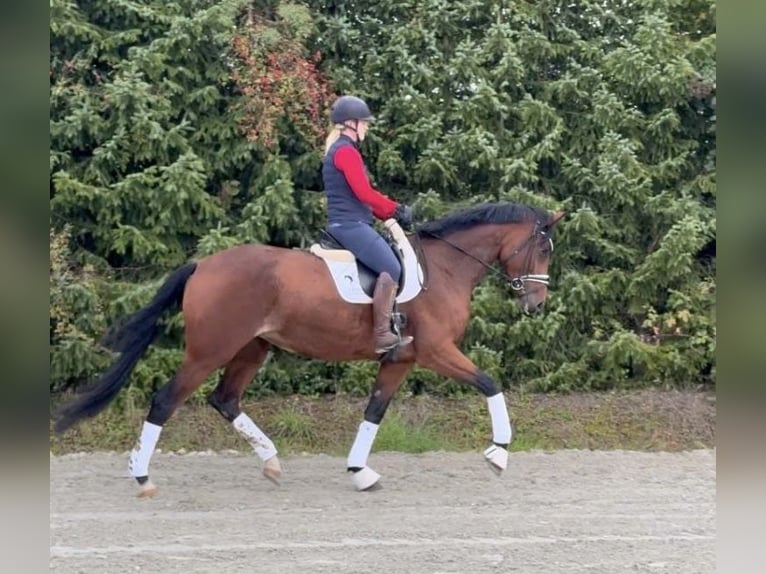 Cheval de sport allemand Jument 6 Ans 177 cm Bai in Drackenstein