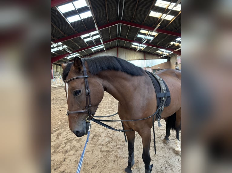 Cheval de sport allemand Jument 6 Ans Bai in Eiterfeld
