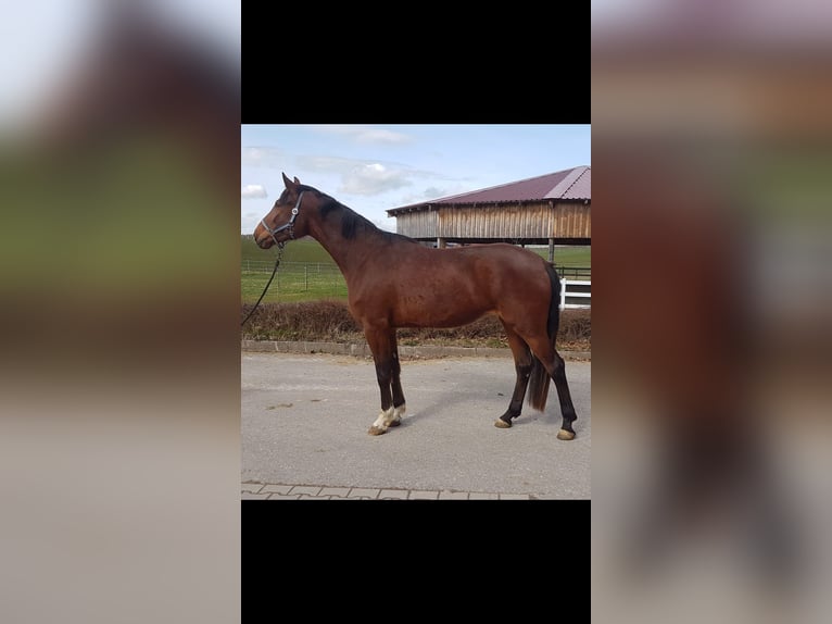 Cheval de sport allemand Jument 6 Ans Bai in Haldenwang