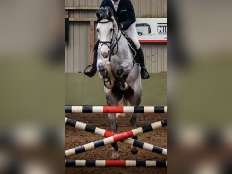 Cheval de sport allemand Jument 6 Ans in Kaiserslautern