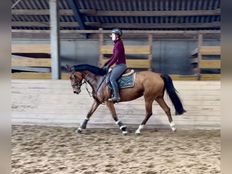 Cheval de sport allemand Jument 7 Ans 160 cm Bai in Pelmberg