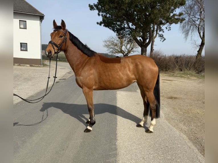 Cheval de sport allemand Jument 7 Ans 160 cm Bai in Pelmberg