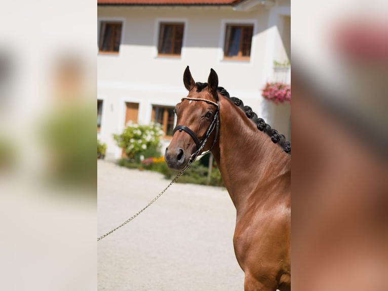 Cheval de sport allemand Jument 7 Ans 160 cm Bai in Aichach