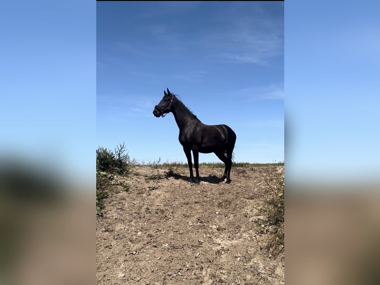 Cheval de sport allemand Croisé Jument 7 Ans 160 cm Noir in Berlin