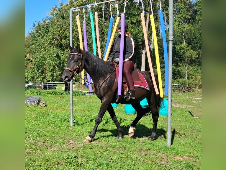 Cheval de sport allemand Jument 7 Ans 160 cm Noir in Bayerbach